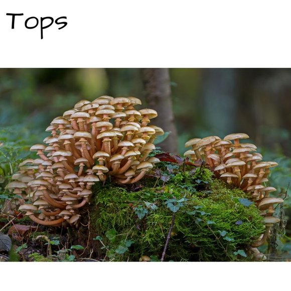 Tops - 🍄 Tops